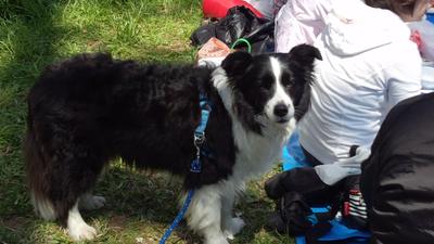 お花見 ワンワン！